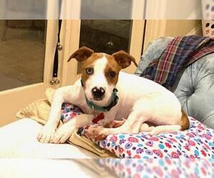 Pointer Dogs for adoption in Alexandria, VA, USA