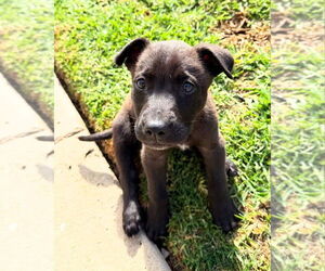 American Pit Bull Terrier-Unknown Mix Dogs for adoption in Dana Point, CA, USA