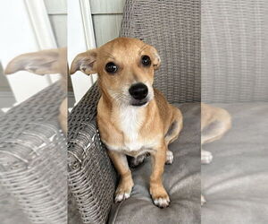 Chihuahua Dogs for adoption in Dana Point, CA, USA