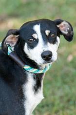 Jack-A-Bee Dogs for adoption in Johnson City, TN, USA