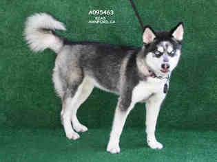 Siberian Husky Dogs for adoption in Hanford, CA, USA