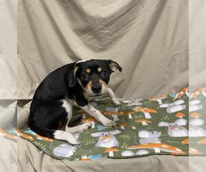 Mutt Dogs for adoption in Modesto, CA, USA