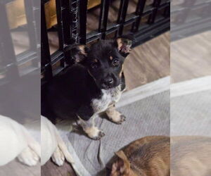 Mutt Dogs for adoption in New London, WI, USA