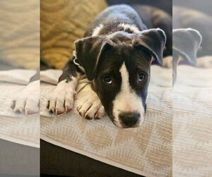 Labrador Retriever-Unknown Mix Dogs for adoption in Rockaway, NJ, USA