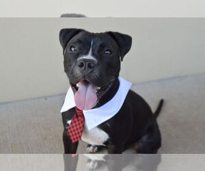 American Pit Bull Terrier-Unknown Mix Dogs for adoption in McKinney, TX, USA