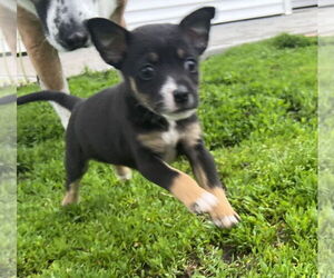 Boston Terrier-Unknown Mix Dogs for adoption in Aurora, IN, USA