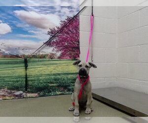 German Shepherd Dog-Unknown Mix Dogs for adoption in Moreno Valley, CA, USA