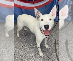 Bull Terrier Dogs for adoption in Henderson, NV, USA