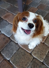 Medium Photo #1 Cavalier King Charles Spaniel Puppy For Sale in Enterprise, FL, USA