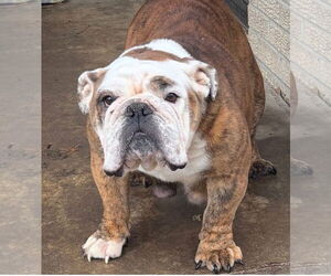 Bulldog Dogs for adoption in Alexander, AR, USA