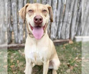 Weimaraner Dogs for adoption in Fredericksburg, TX, USA