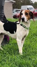 Treeing Walker Coonhound Dogs for adoption in Lewisburg, WV, USA
