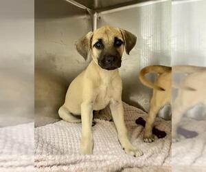 German Shepherd Dog-Unknown Mix Dogs for adoption in Dedham, MA, USA