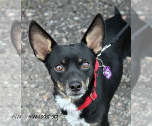 Chiweenie Dogs for adoption in Cheyenne, WY, USA