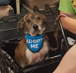 Mutt Dogs for adoption in Winder, GA, USA
