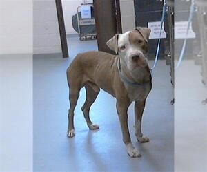 American Pit Bull Terrier Dogs for adoption in Fayetteville, NC, USA