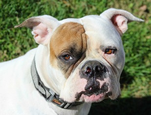 American Bulldog Dogs for adoption in Troy, IL, USA