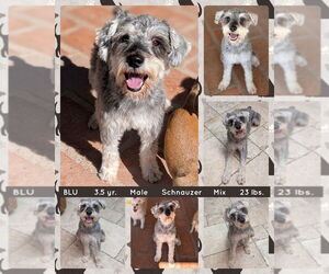 - Mix Dogs for adoption in Mesa, AZ, USA