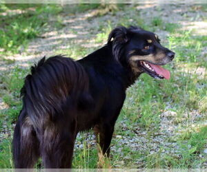 Sheprador Dogs for adoption in Green Forest, AR, USA