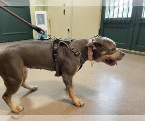 American Pit Bull Terrier Dogs for adoption in Pasadena, CA, USA