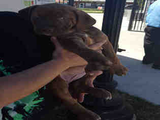 Medium Photo #1 American Bulldog-Labrador Retriever Mix Puppy For Sale in San Antonio, TX, USA