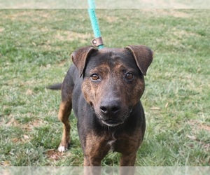 Labrottie Dogs for adoption in Charlotte, NC, USA