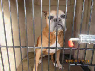 Boxer Dogs for adoption in Murfreesboro, TN, USA