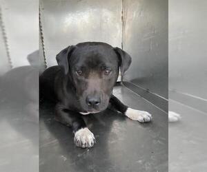 American Pit Bull Terrier Dogs for adoption in Bakersfield, CA, USA