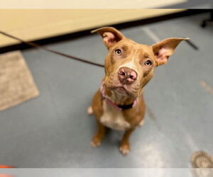 American Pit Bull Terrier Dogs for adoption in Denver, CO, USA