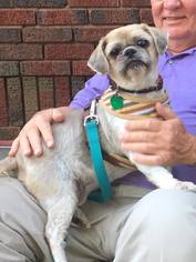 Shih Tzu Dogs for adoption in Springfield, IL, USA