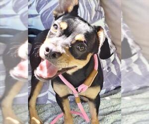 Mutt Dogs for adoption in Woodland, CA, USA