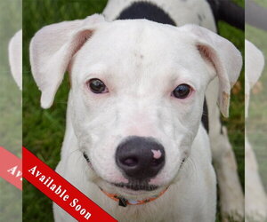 American Staffordshire Terrier-Labrador Retriever Mix Dogs for adoption in Huntley, IL, USA