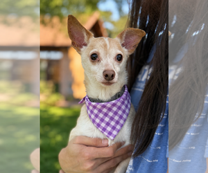 Rat-Cha Dogs for adoption in Phoenix, AZ, USA