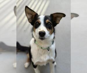 Border Collie Dogs for adoption in Santa Maria, CA, USA