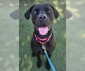 Mutt Dogs for adoption in Lakewood, CO, USA