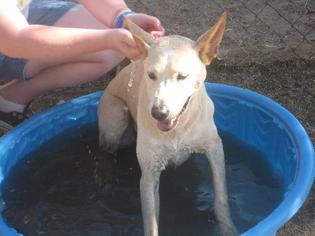 Medium Photo #1 Labrador Retriever-Unknown Mix Puppy For Sale in Rancho Santa Margarita, CA, USA