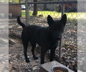 Mutt Dogs for adoption in Ben Wheeler, TX, USA