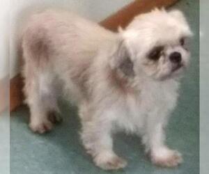Shih Tzu Dogs for adoption in Cabool, MO, USA