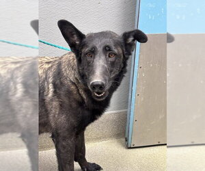 Mutt Dogs for adoption in Las Vegas, NV, USA
