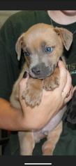 Affenpinscher Dogs for adoption in Danbury, CT, USA