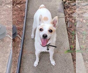Jack Russell Terrier-Unknown Mix Dogs for adoption in Tampa, FL, USA