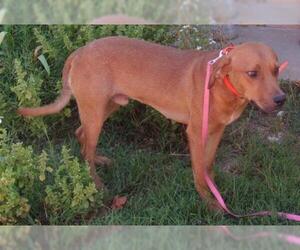 Redbone Coonhound Dogs for adoption in Mountain View, MO, USA