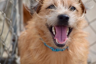 Cairn Terrier-Unknown Mix Dogs for adoption in Jupiter, FL, USA