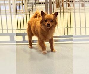 Pomeranian-Unknown Mix Dogs for adoption in South Lake Tahoe, CA, USA