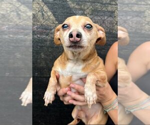 Chiweenie Dogs for adoption in Miami, FL, USA