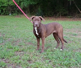 Sheprador Dogs for adoption in Social Circle, GA, USA