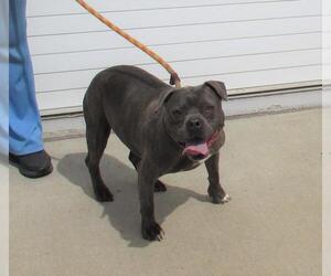 Bulldog-Staffordshire Bull Terrier Mix Dogs for adoption in Louisville, KY, USA