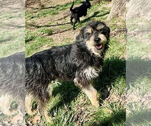 Mutt Dogs for adoption in Green Forest, AR, USA