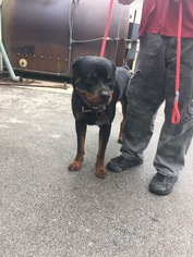 Rottweiler Dogs for adoption in Minneapolis, MN, USA