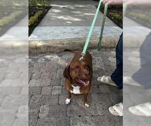 Labrador Retriever Dogs for adoption in Houston, TX, USA